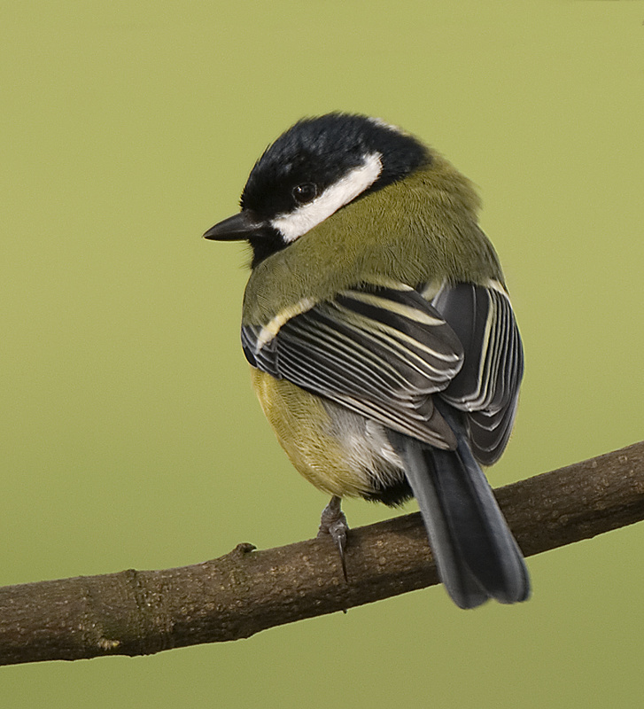 Great Tit - Tit, Great