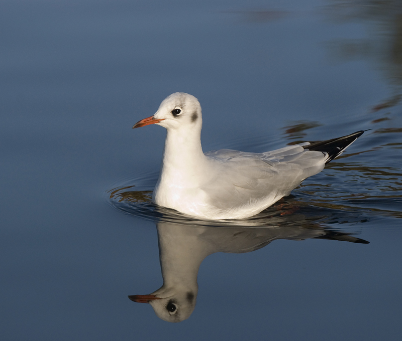 Black Headed Gull - Gull, Black-Headed