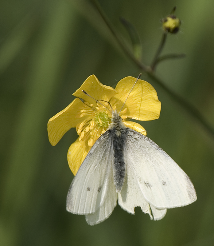 Small White Butterfly - Lowland & Farmland