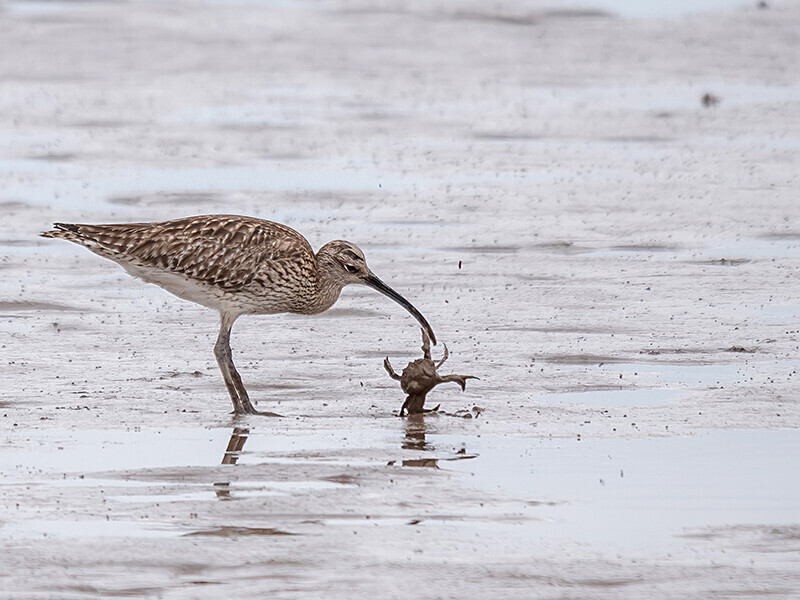  - Coastal & Wetland