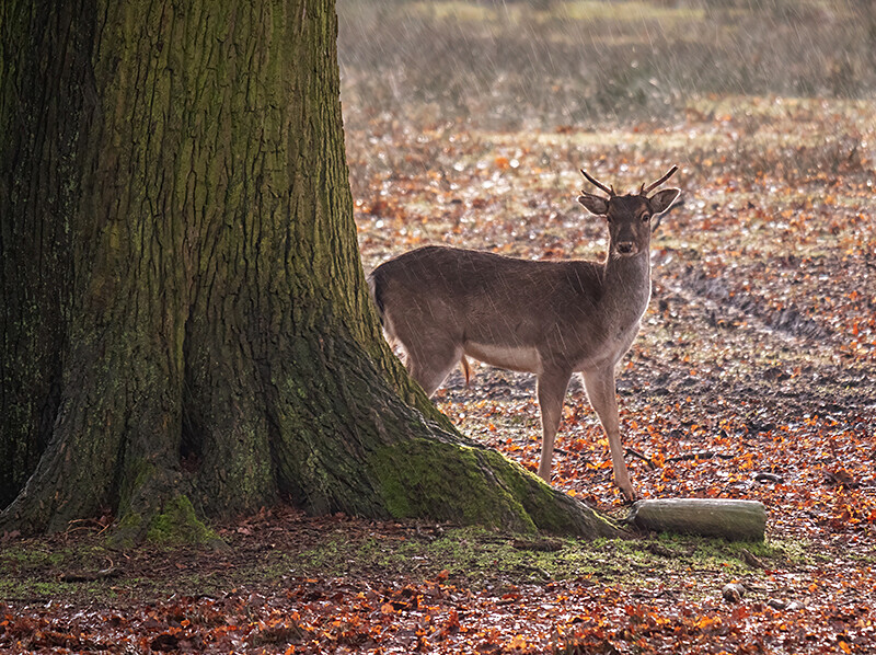  - Woodland