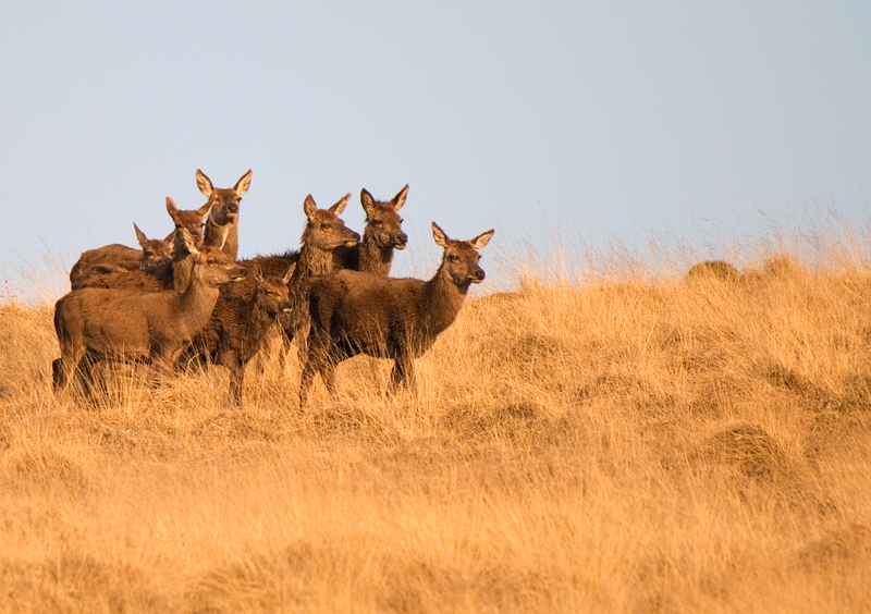 Red Deer - Upland & Mountain