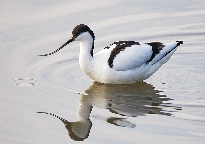 Avocet - Coastal & Wetland
