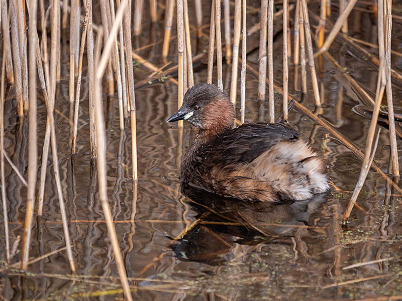 Little Grebe - Coastal & Wetland