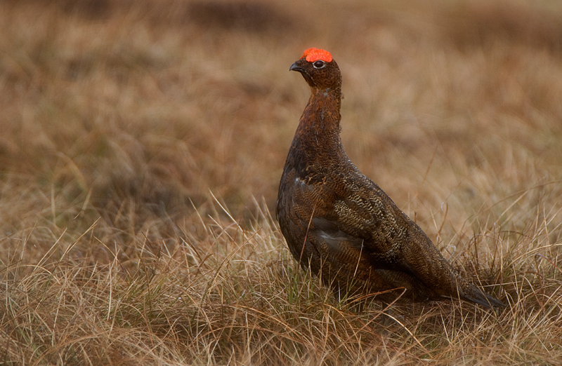 Red Grouse - Red Grouse