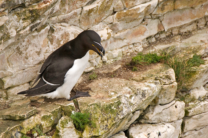 Razorbill - Coastal & Wetland