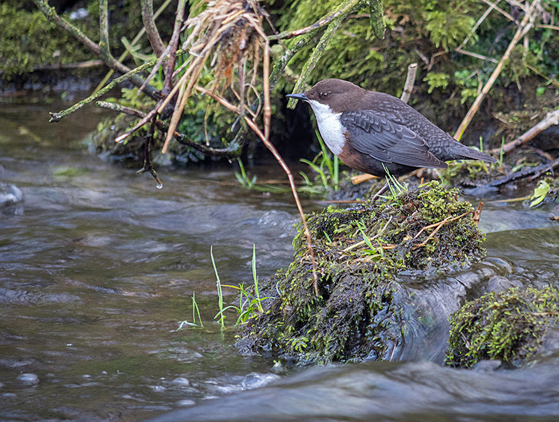 Dipper - Freshwater