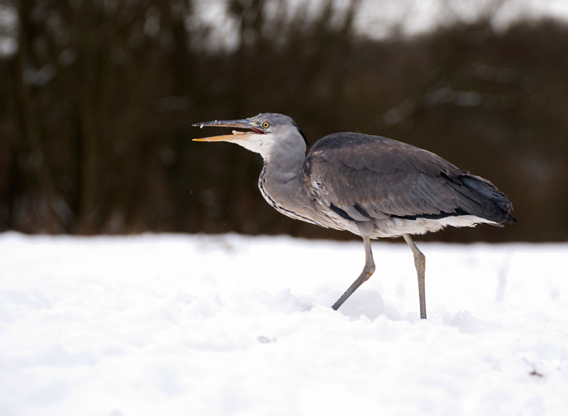 Grey Heron - Grey Heron