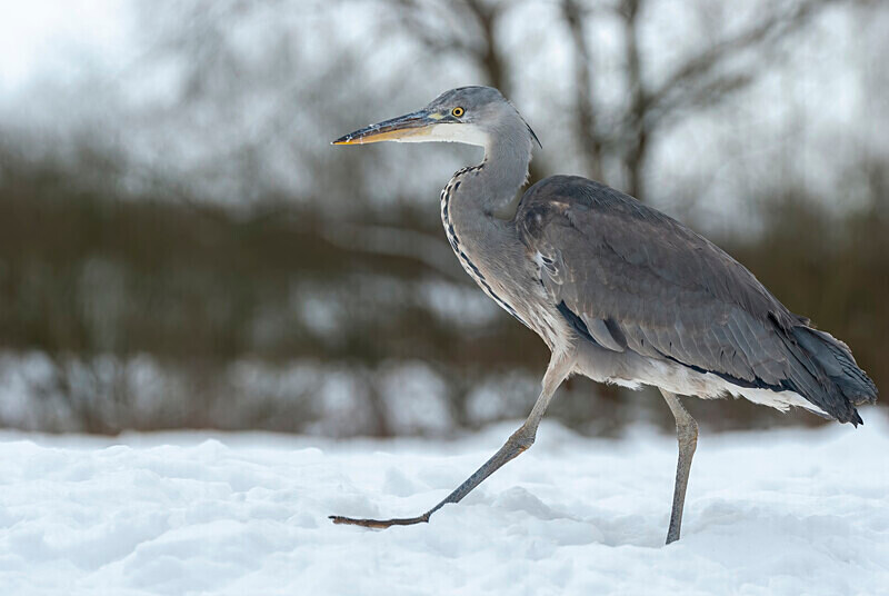 - Winter Grey Herons