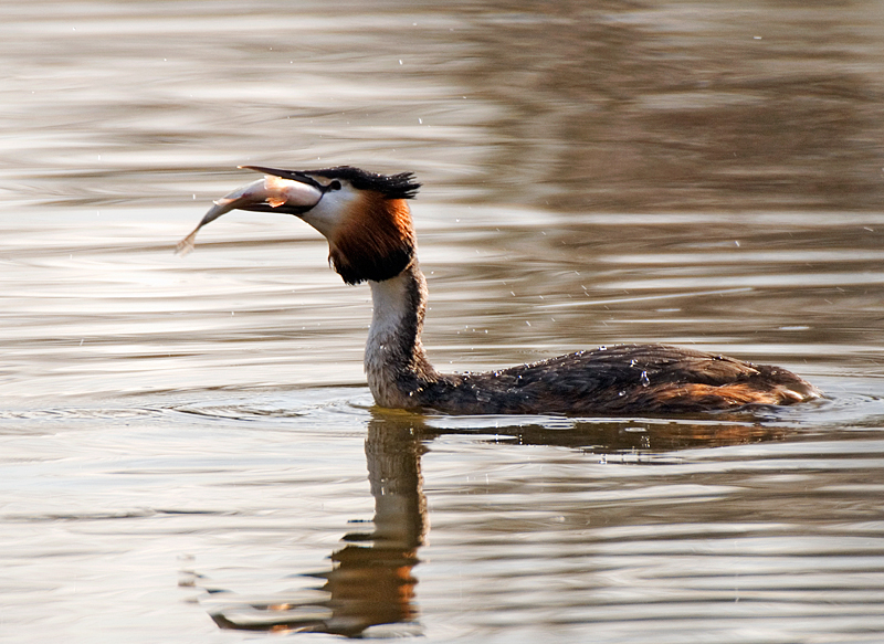 Great Crested Grebe - Grebe, Great Crested