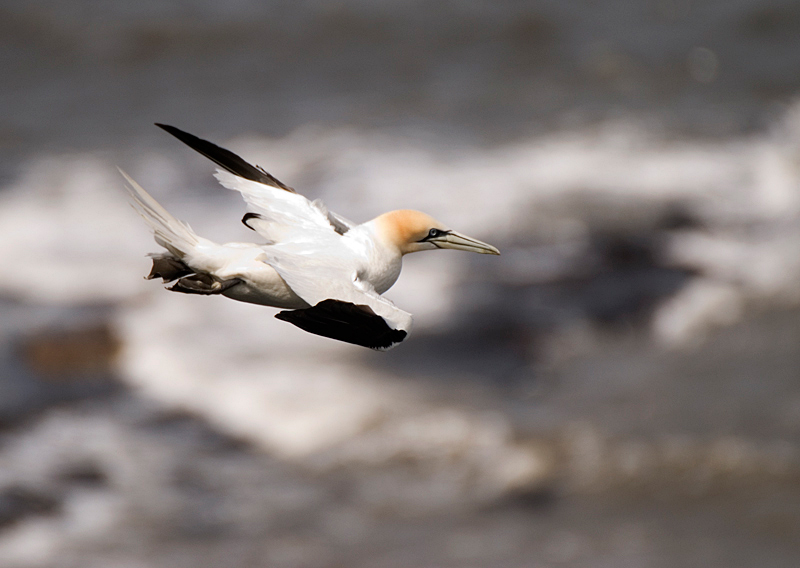 Gannet - Coastal & Wetland