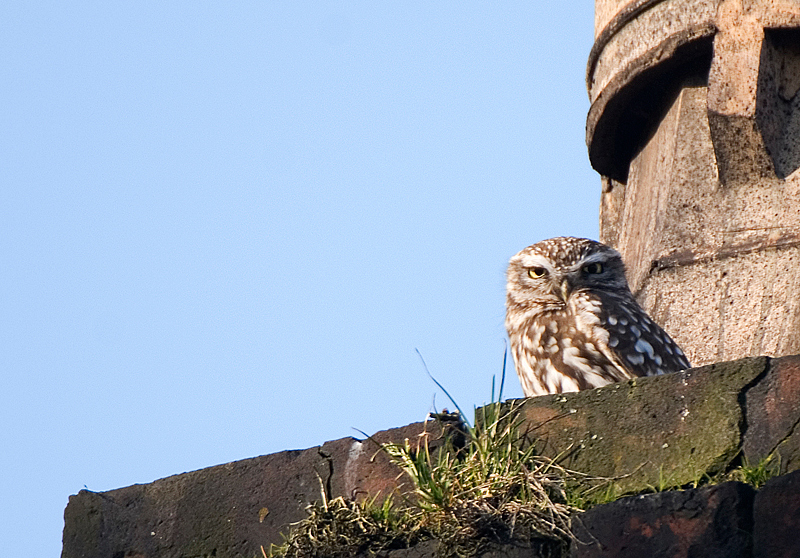 Little Owl - Lowland & Farmland