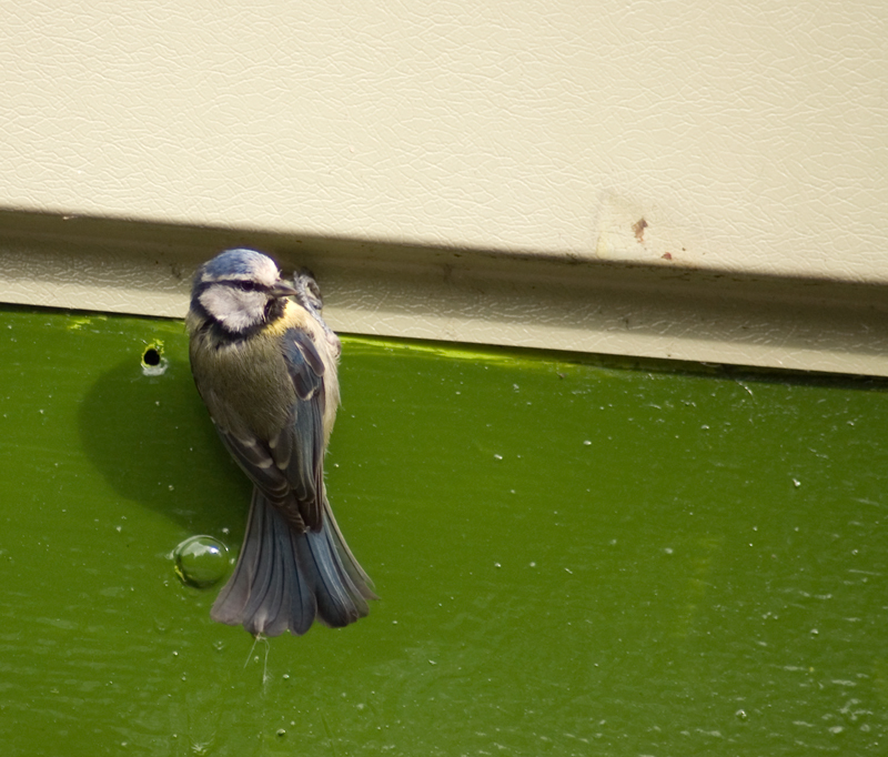Blue Tit - Tit, Blue