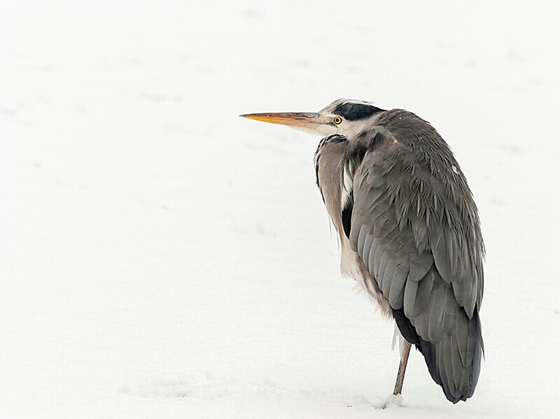  - Winter Grey Herons