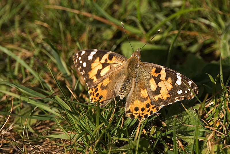Painted Lady - Lowland & Farmland