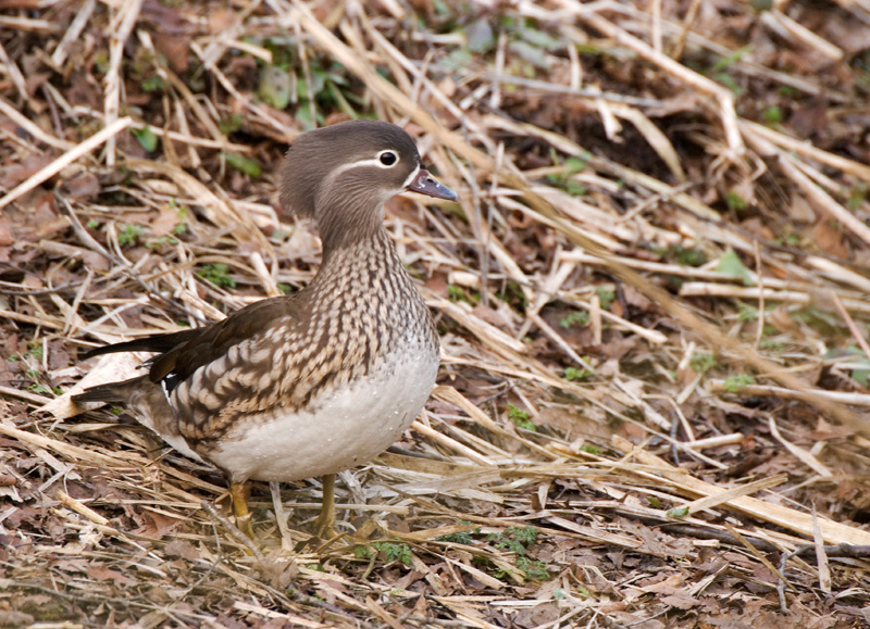 Mandarin Duck - Duck, Mandarin