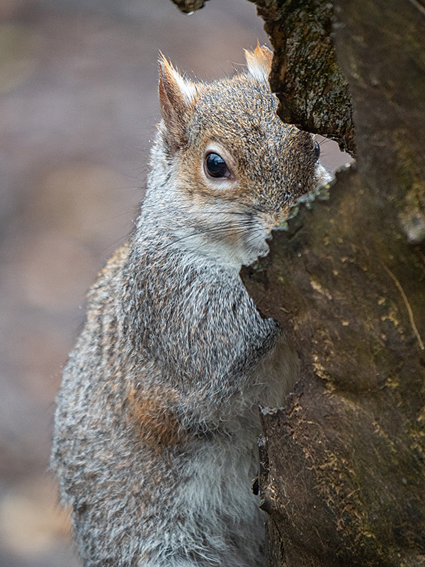 Grey Squirrel - Woodland
