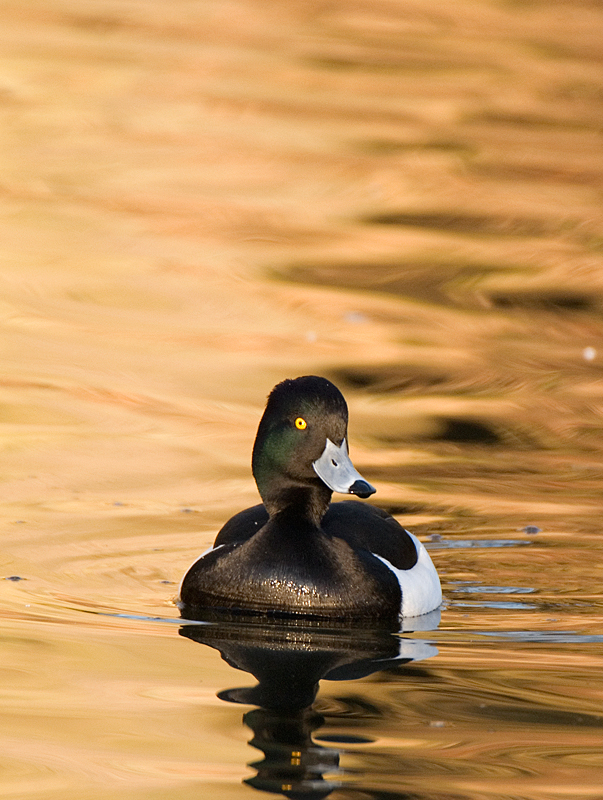 Tufted Duck - Duck, Tufted