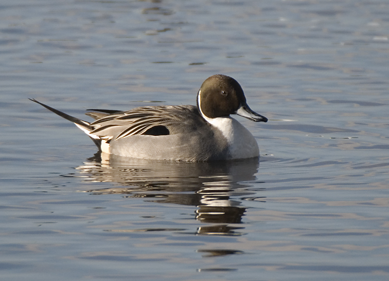 Pintail - Pintail