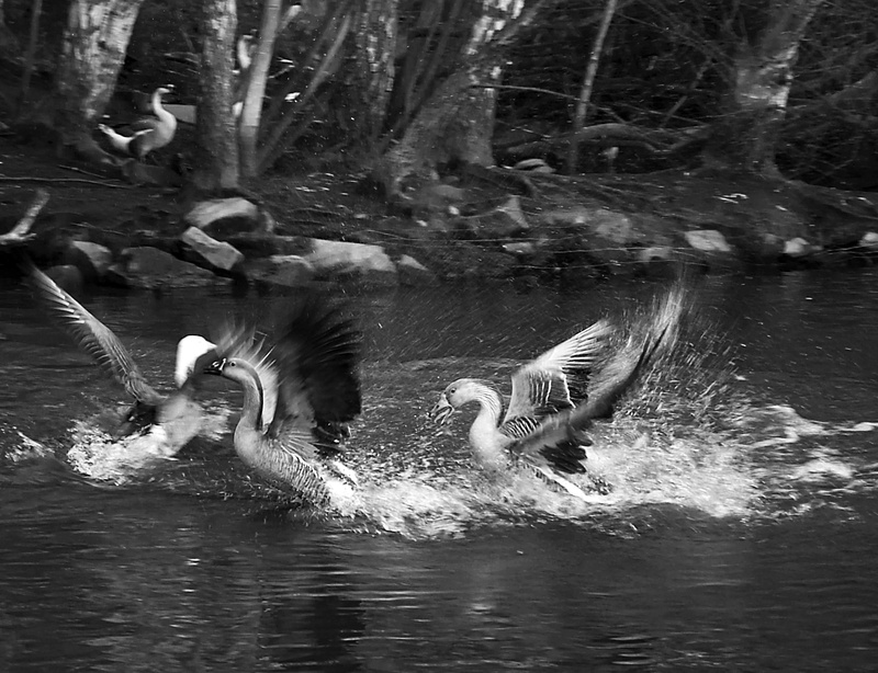 Greylag Geese - Goose, Greylag