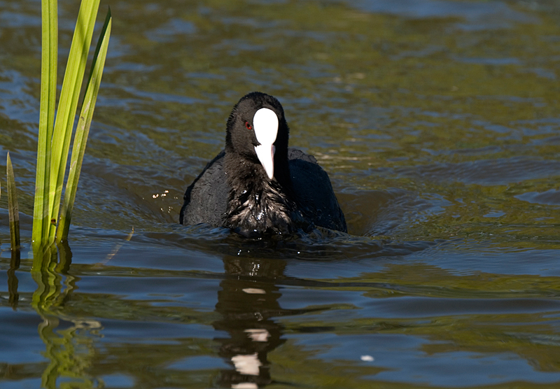 Coot - Coot