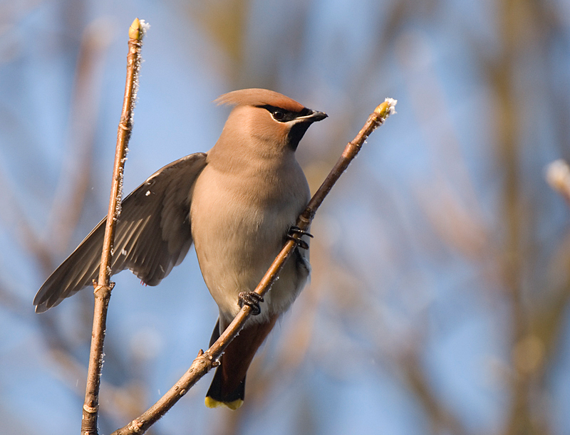 Waxwing - Lowland & Farmland