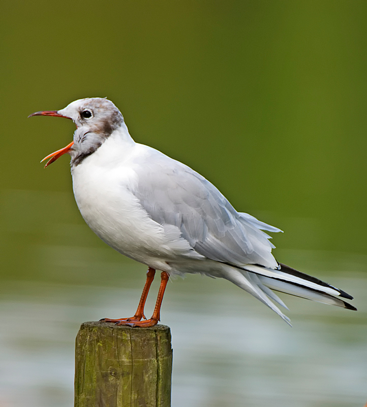 Black-Headed Gull - Coastal & Wetland