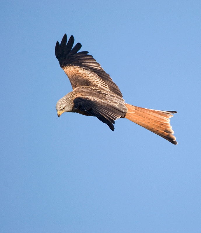 Red Kite - Red Kite