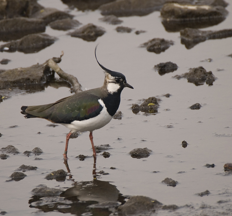 Lapwing - Lapwing