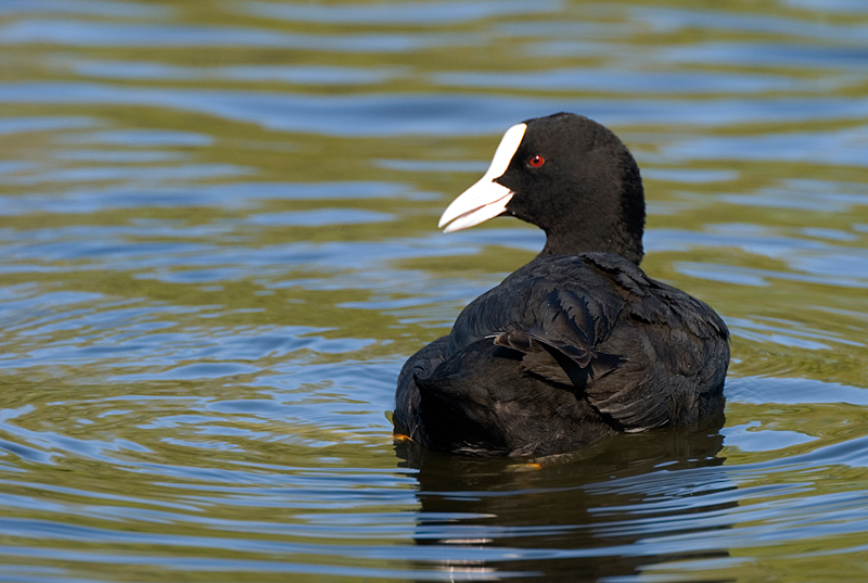 Coot - Coot