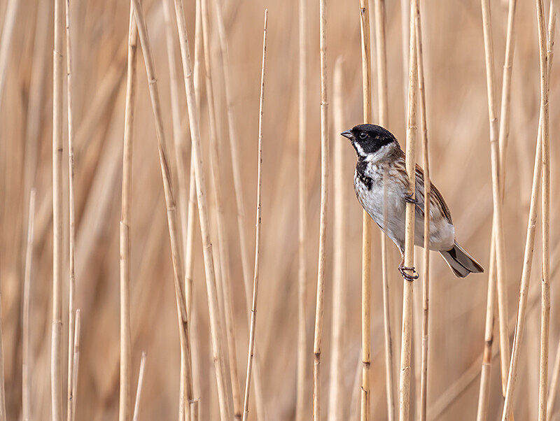  - Coastal & Wetland