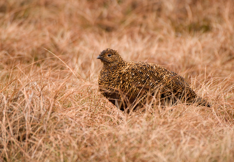 Red Grouse - Red Grouse