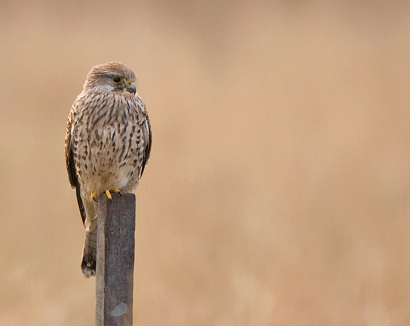 Kestrel - Lowland & Farmland