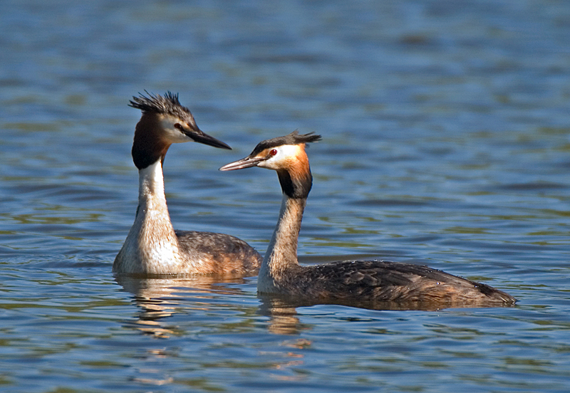 Great Crested Grebe - Grebe, Great Crested
