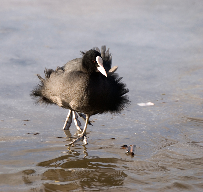Coot - Coot