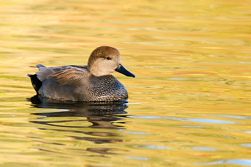 Gadwall - Freshwater