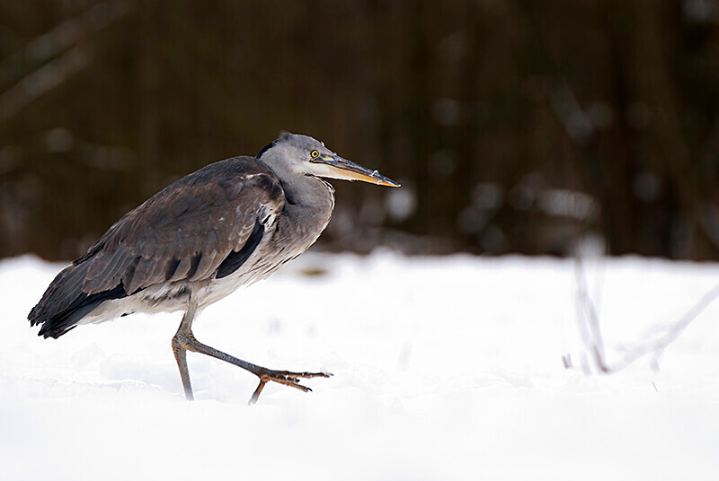  - Winter Grey Herons