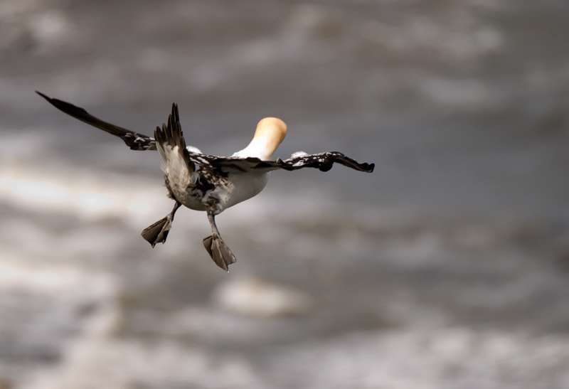 Gannet - Gannet