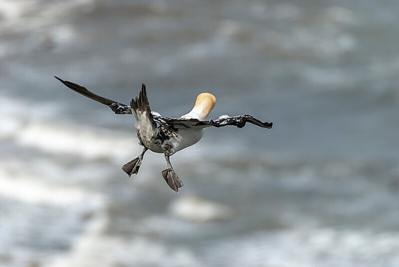  - Northern Gannet