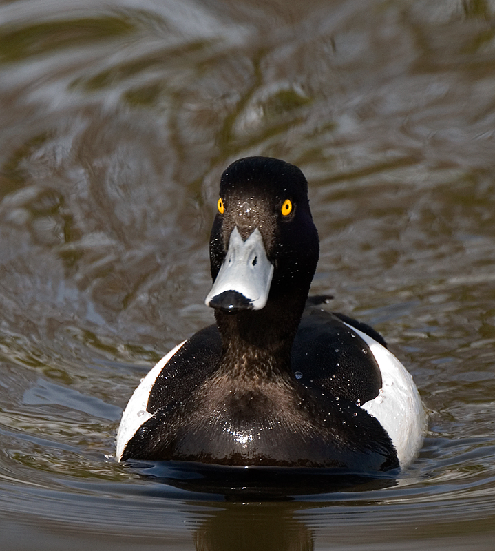 Tufted Duck - Duck, Tufted