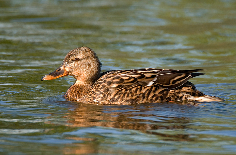 Mallard - Mallard