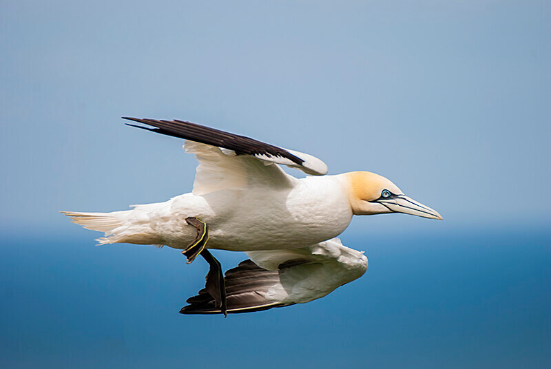  - Northern Gannet