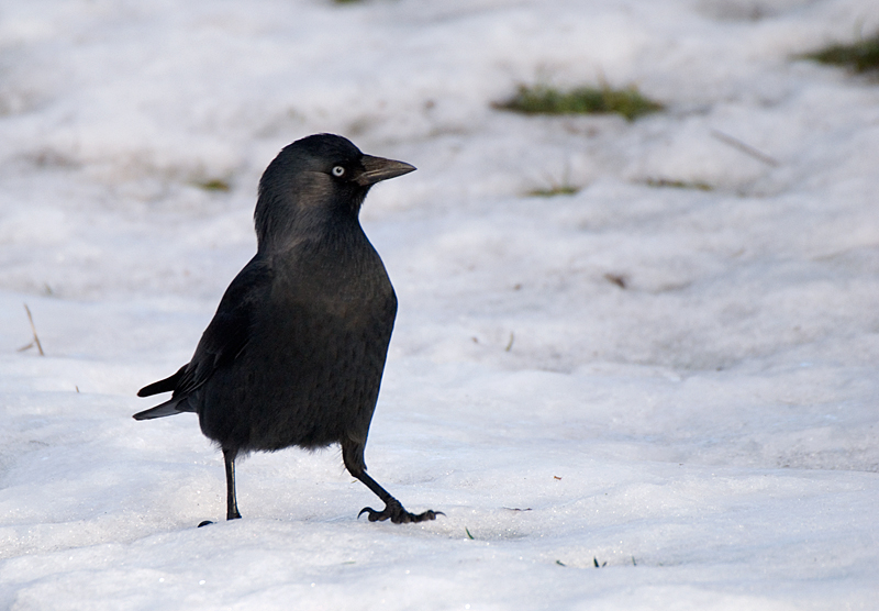 Jackdaw - Jackdaw