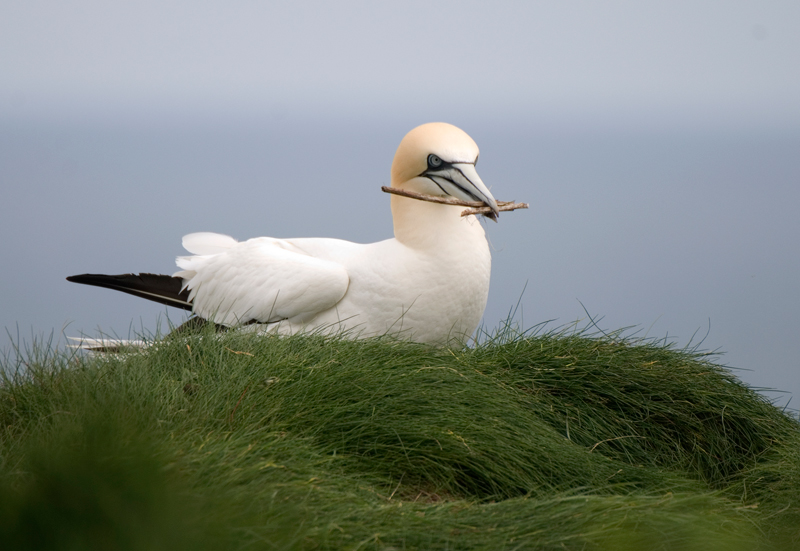 Gannet - Gannet