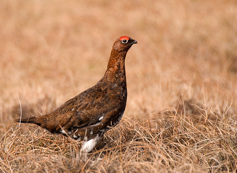 Red Grouse - Red Grouse