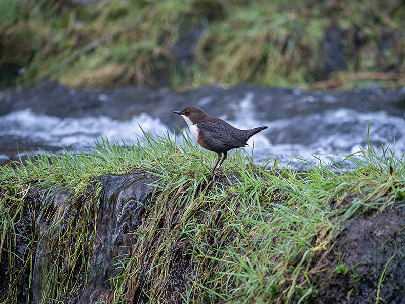 Dipper - Freshwater