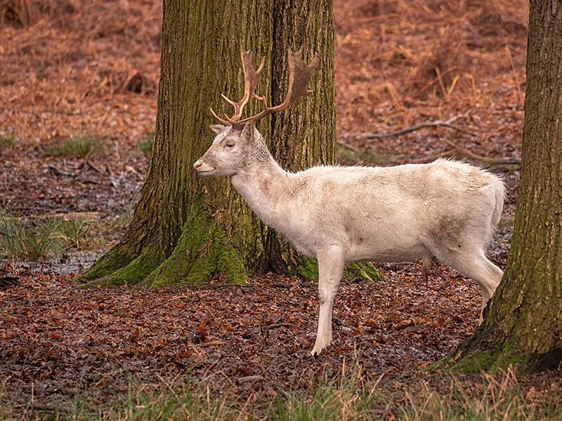  - Woodland