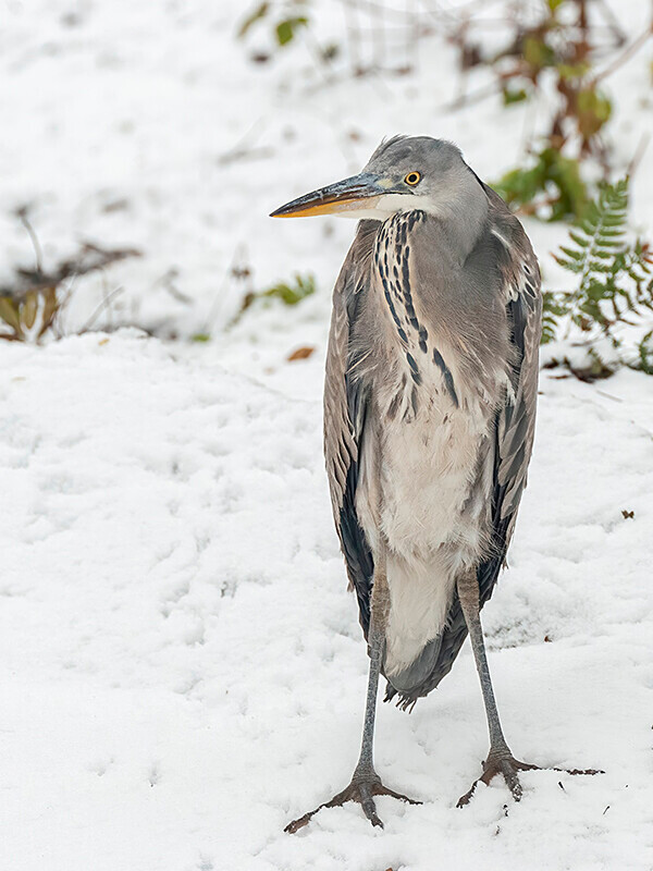  - Winter Grey Herons