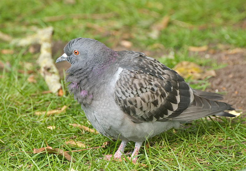 Rock Dove - Dove, Rock