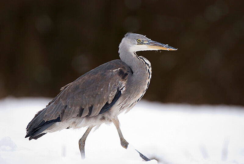  - Winter Grey Herons